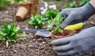 Co zasít v březnu a jak se připravit na novou zahradní sezonu