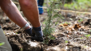 Dřevostavby představují ekologický způsob bydlení. Za jeden dům je vysazeno 200 sazenic nových stromů.
