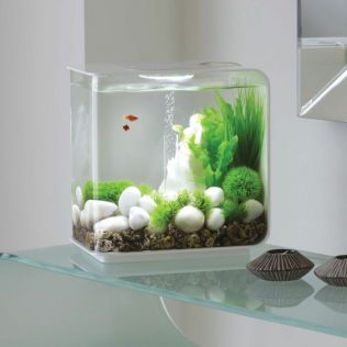 Hitem posledních měsíců je řasokoule, pomáhá od stresu a vypadá velmi designově