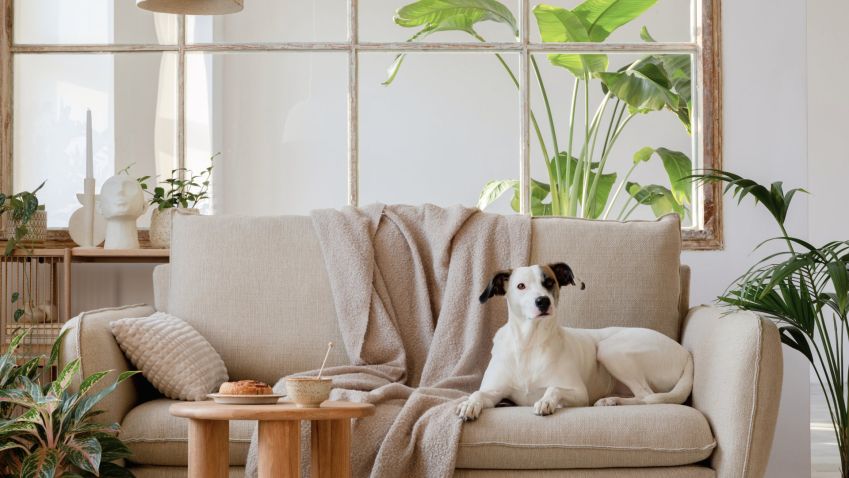 Hledání pronájmu se komplikuje: Nájemníci se zvířaty často narážejí