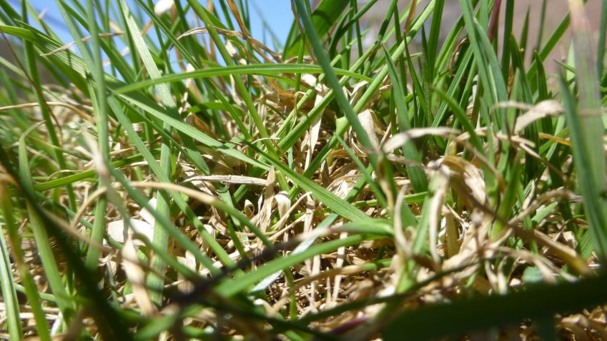 Jak pečovat o trávník v období sucha?