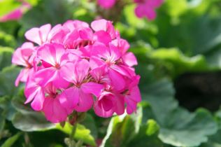 Přemkovy rychlé rady pro zahrady - Jak postupovat při výsadbě balkónových rostlin a letniček?