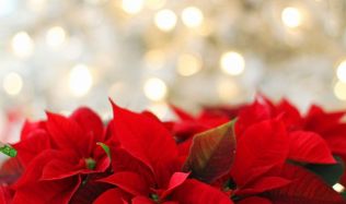 Jaké květiny oživí vánoční atmosféru?
