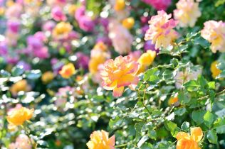 Jaro zatím neodstartovalo, a tak je ta správní chvíle postarat se o růže 