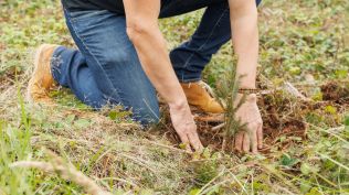 Lídr na trhu dřevostaveb v roce 2022 navrátil do přírody 39 000 stromů