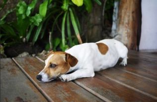Máte domácího mazlíčka? Dejte si pozor na rostliny v bytě i na balkoně