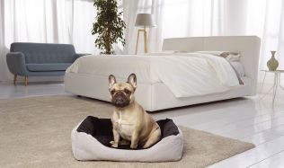 Máte kvalitní matraci a rádi byste dopřáli stejné pohodlí a regeneraci i svému domácímu mazlíčkovi?