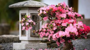 Pár tipů, jak si v našich končinách vytvořit okrasnou zahradu v japonském stylu