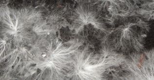 Podhoubí je inovativní materiál budoucnosti. Využívá se pro bytový design i stavitelství