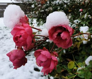 Připravte růže na první mrazíky