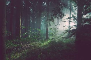 Proč výroba dřevostaveb neohrozí množství stromů v českých lesích?