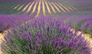 Provence u vás doma aneb vše o levanduli