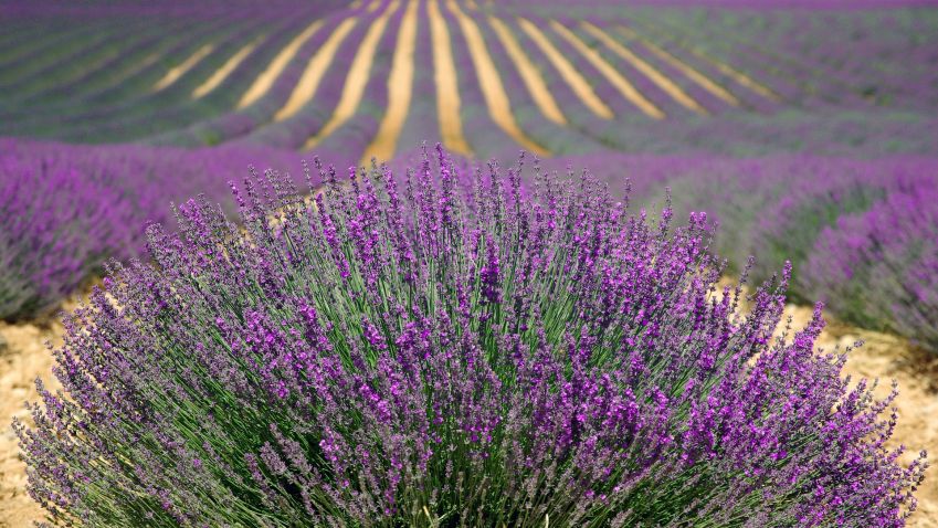 Provence u vás doma aneb vše o levanduli