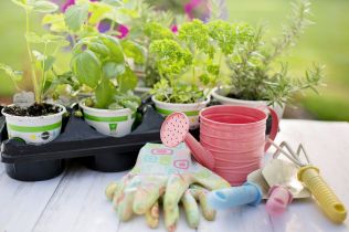 Rady a tipy, jak pěstovat bylinky na balkoně nebo doma za oknem