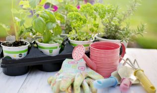 Rady a tipy, jak pěstovat bylinky na balkoně nebo doma za oknem
