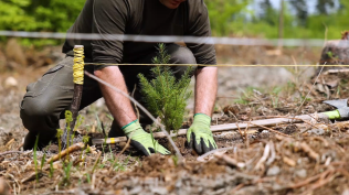 Sázení stromů je nedílná součást produkce dřevostaveb