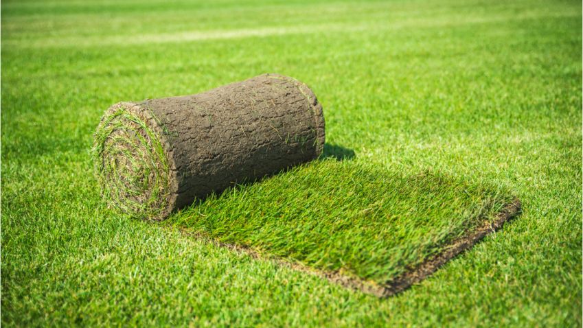 Travní koberec vám pomůže k rychlému ozelenění vaší zahrady 
