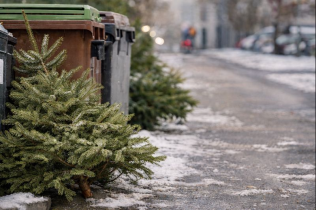 Vánoce končí, co se stromkem? Tipy na správnou likvidaci