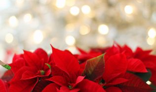 Vánoční květiny oživí váš interiér i slavnostní vánoční tabuli