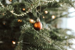 Vánoční stromek: Jaký druh vybrat?