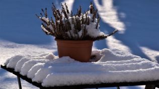 Zahrada v lednu nabízí mnoho zajímavých úkolů pro zahrádkáře